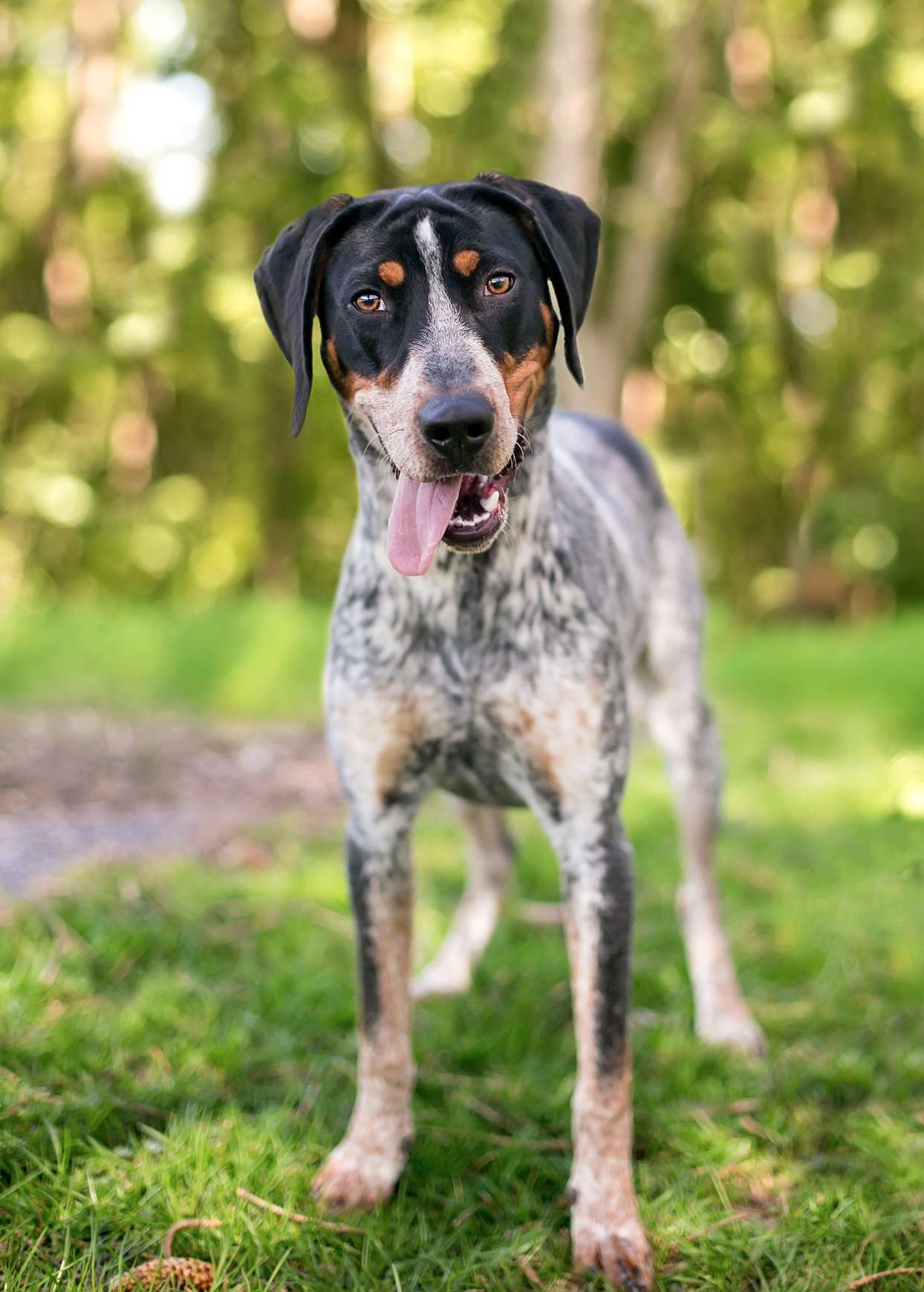 bluetick coonhound standing in grass with his tongue out