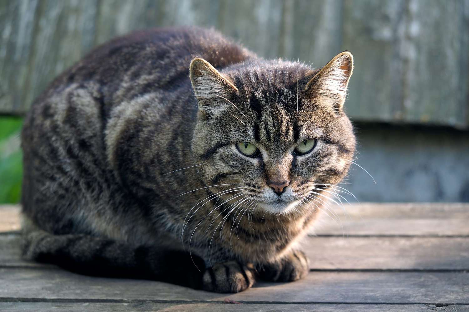 grey tabby cat laying on wooden bench who was reunited with family after 11 years