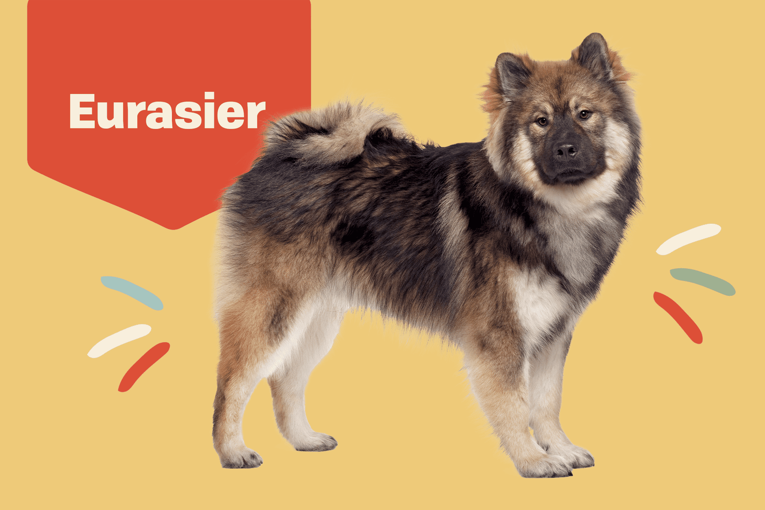 Eurasier dog breed profile treatment dog on yellow background