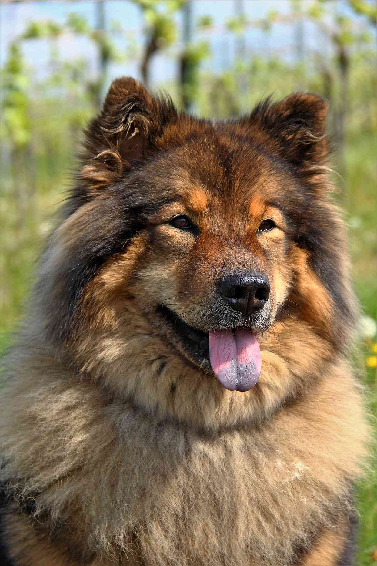 closeup of an eurasier with his tongue out