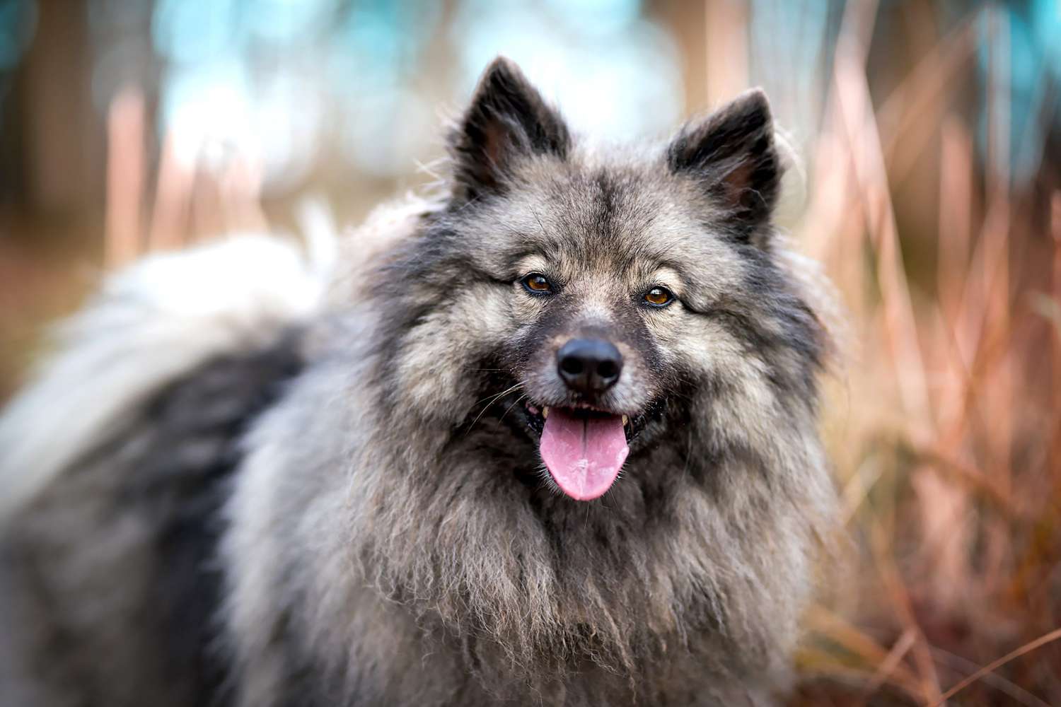 keeshond looking at camera with their tongue out
