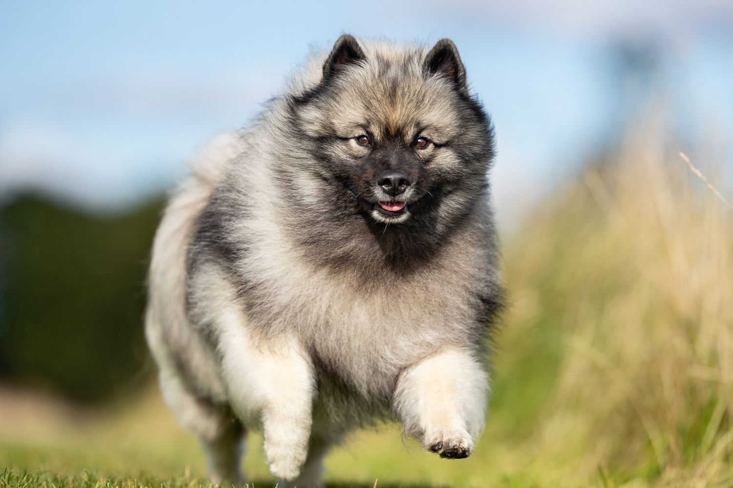 keeshond running in a field