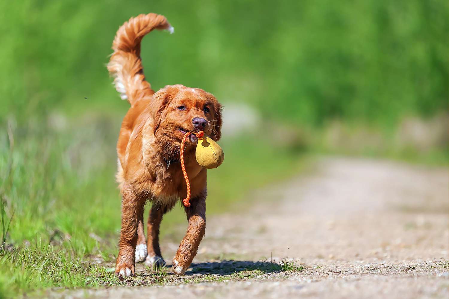 nova scotia duck tolling retriever carrying yellow toy in mouth