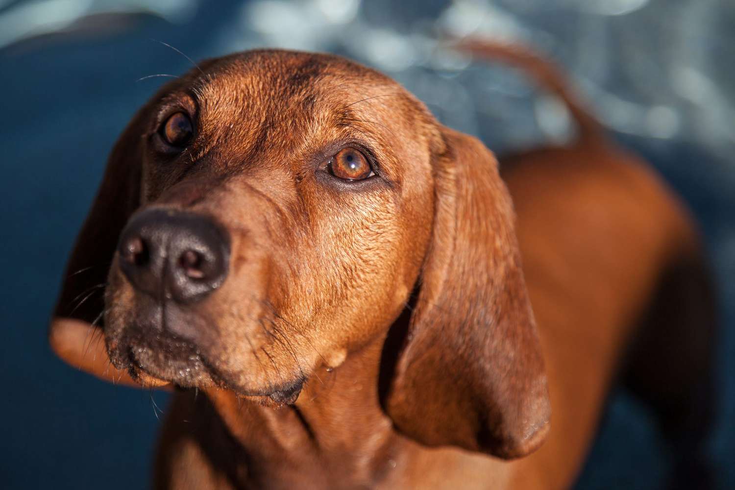 closeup of a redbone coonhound looking up