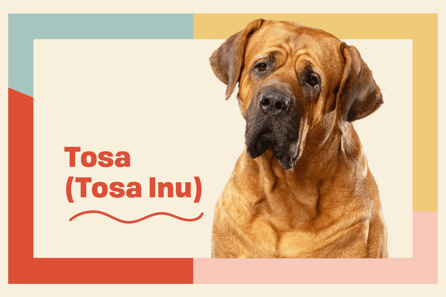 breed profile design with tosa dog