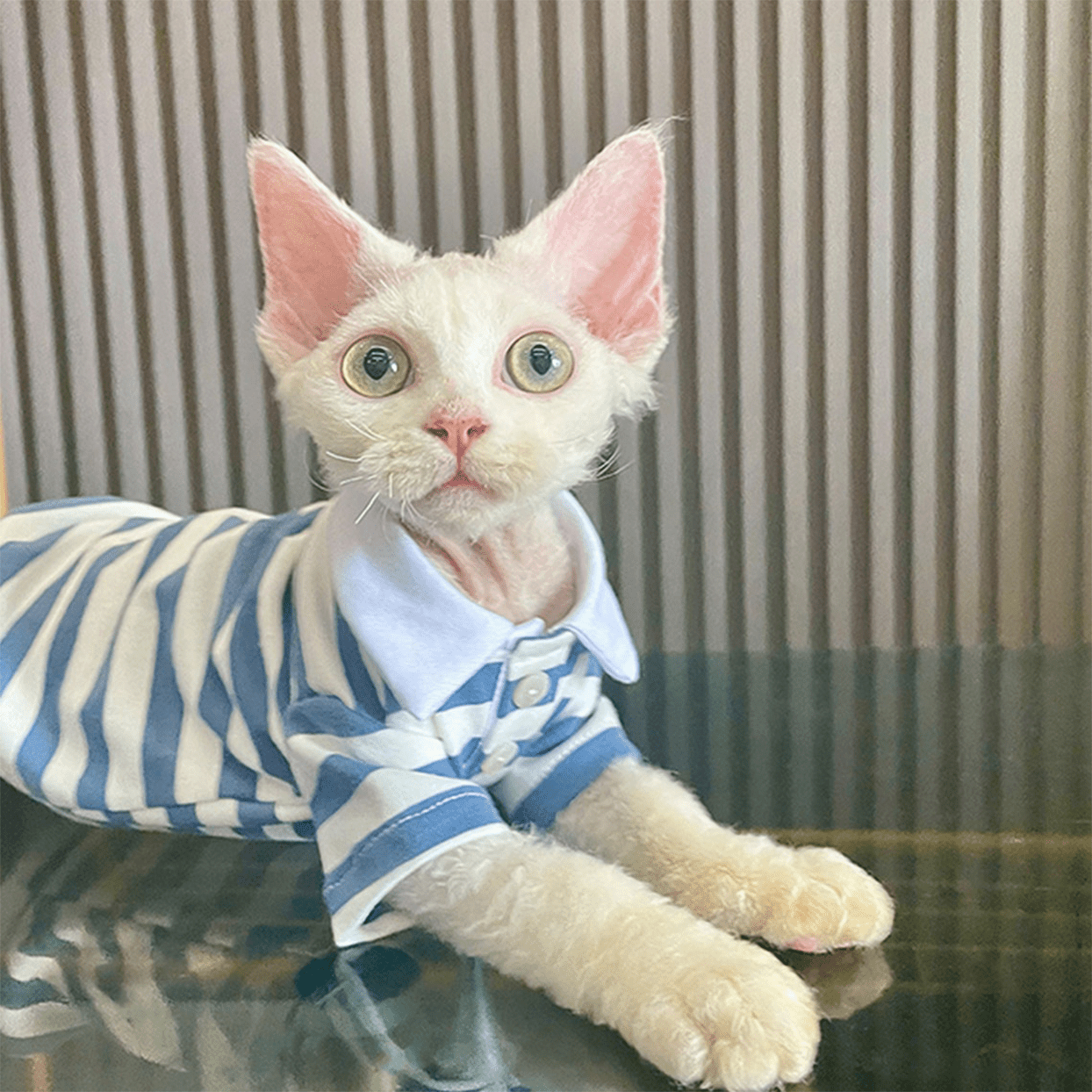 cotton striped cat shirt