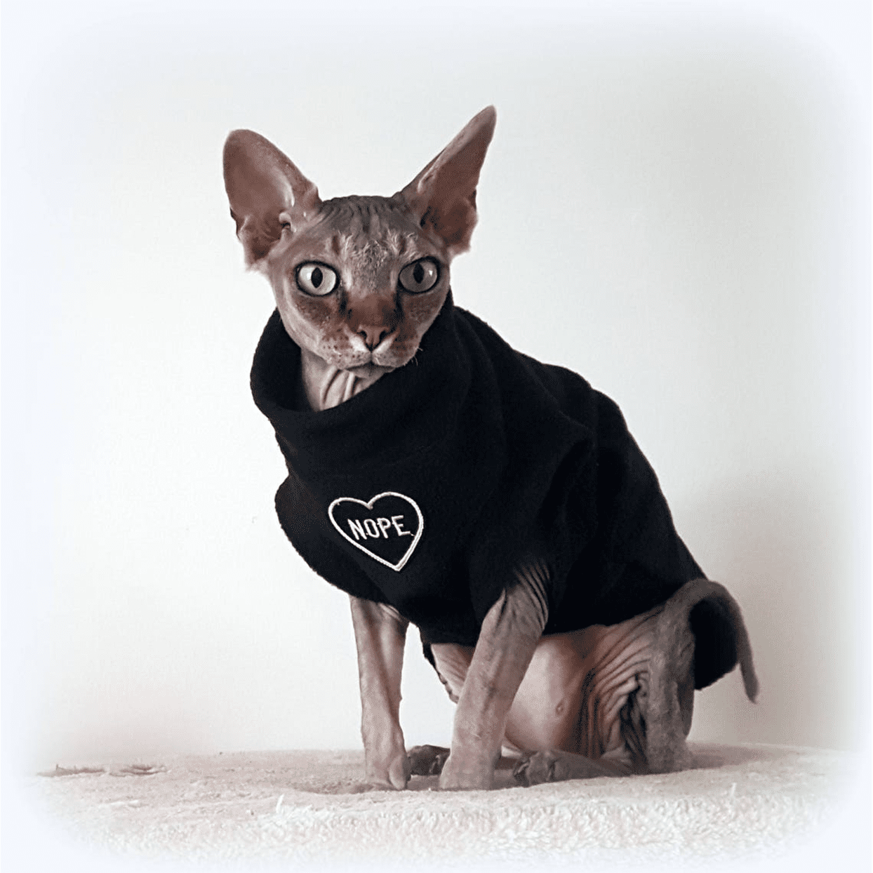 Hotsphynx YOUR NAME personalised cat jumper for a Sphynx cat Sphynx cat clothes