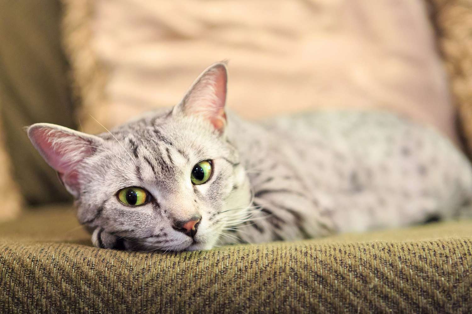 Egyptian Mau cat lying on couch