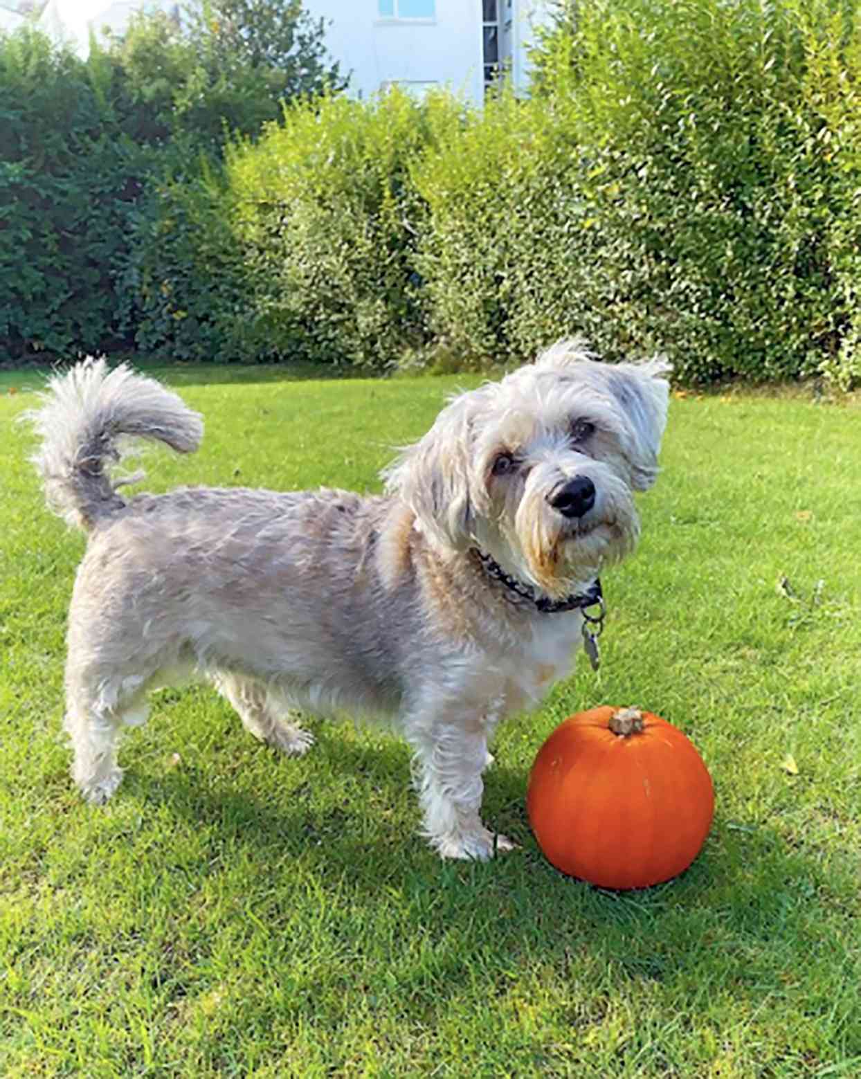 mauzer standing next to a pumpkin