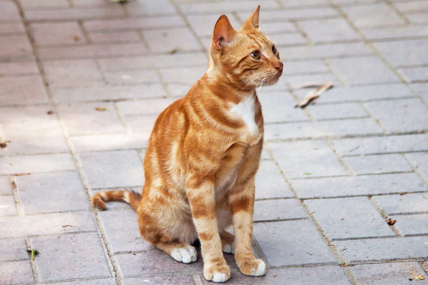 Nile Valley Egyptian Cat sitting on brick pavement