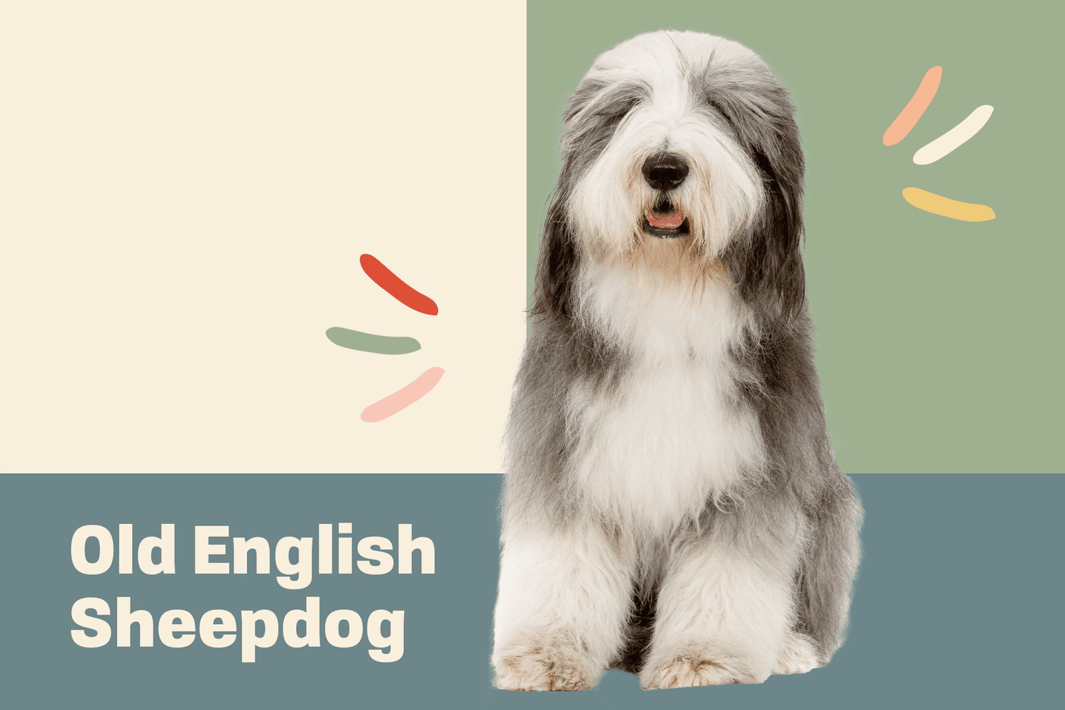 old english sheepdog profile treatment