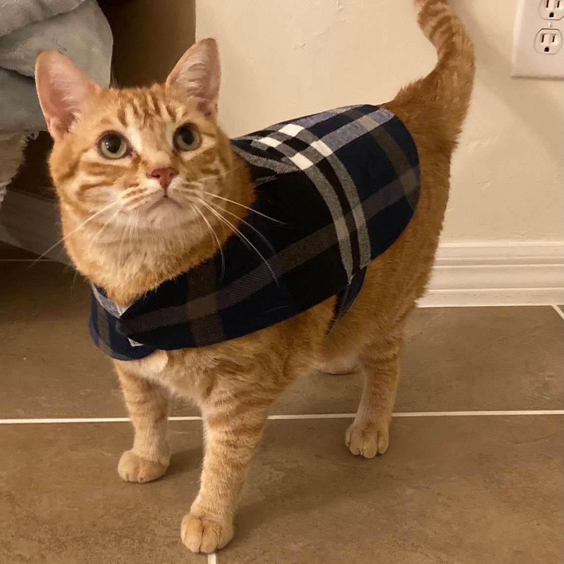 Soft Adjustable Cat Coat