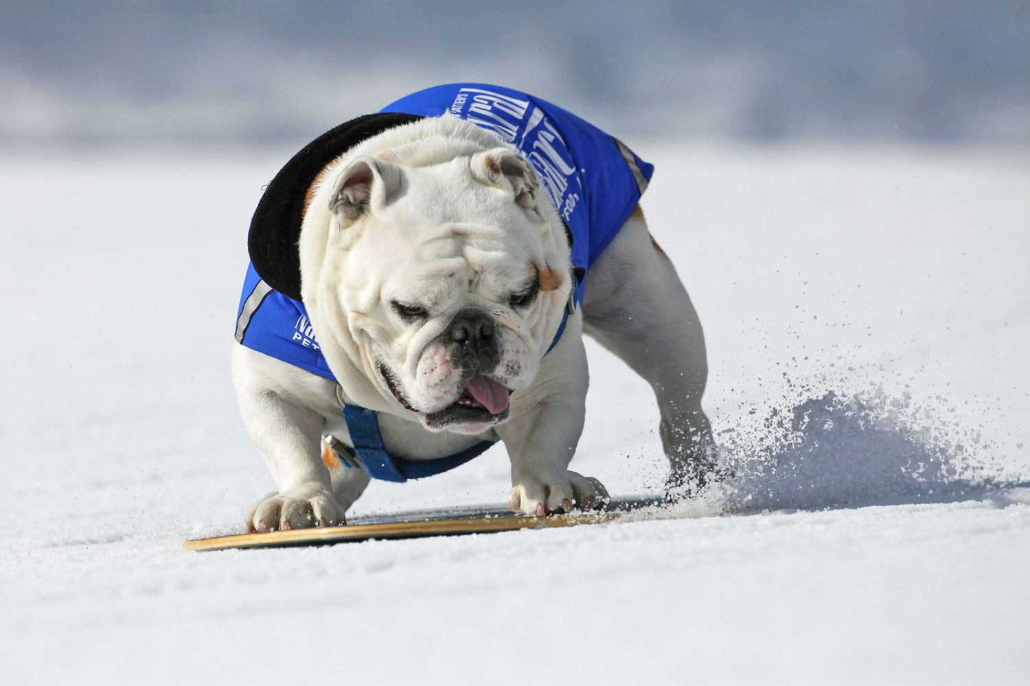 English bulldog snowboarding
