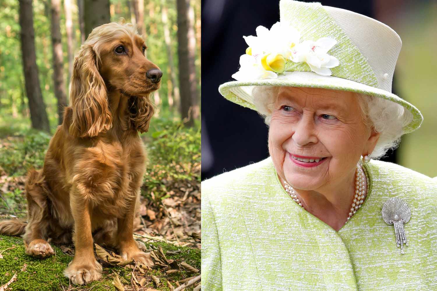 Queen Elizabeth II and a portrait of a Cocker Spaniel