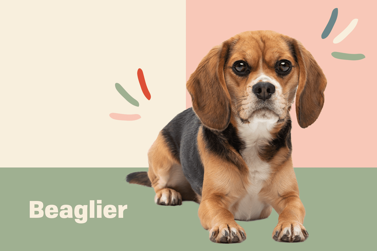 Beaglier dog breed profile treatment