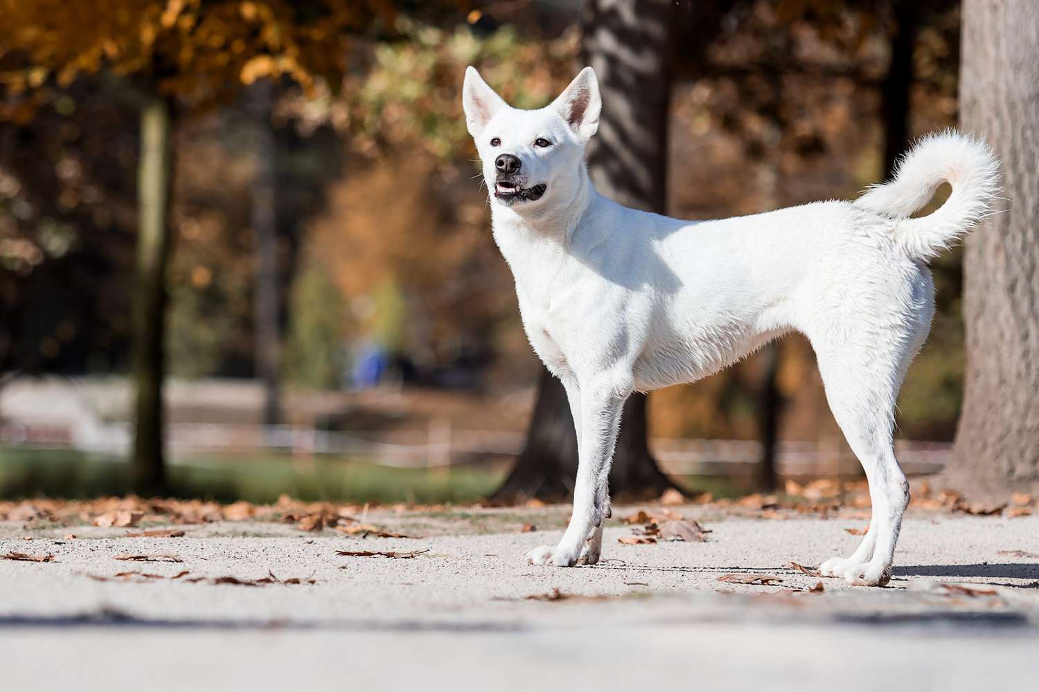 white canaan dog standing in a park