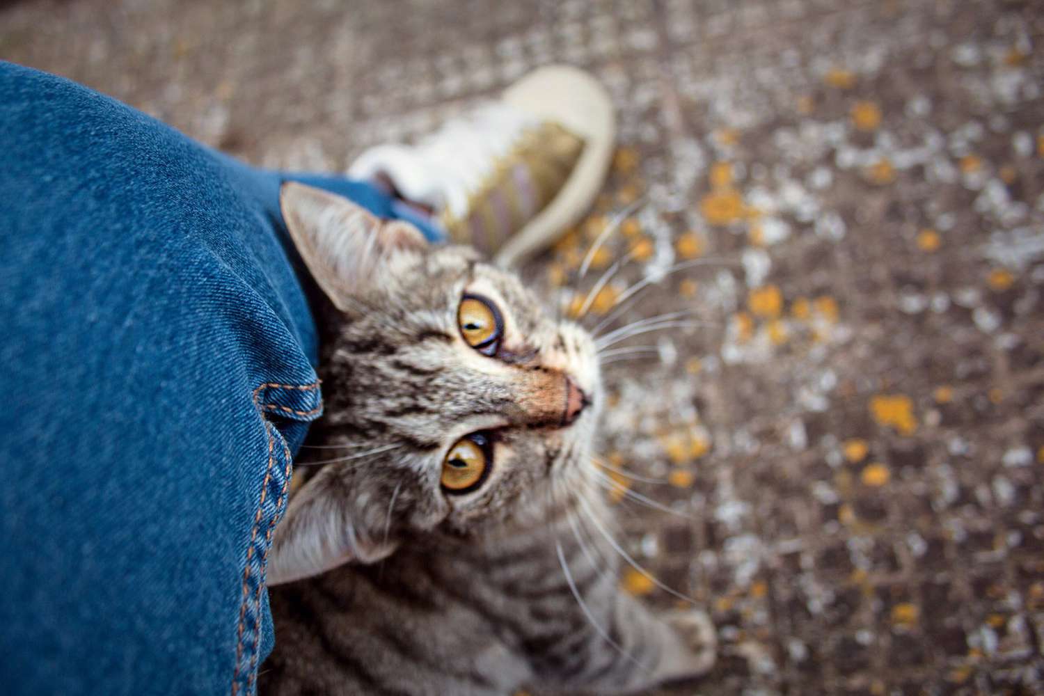 cat standing under human's leg looking up at camera