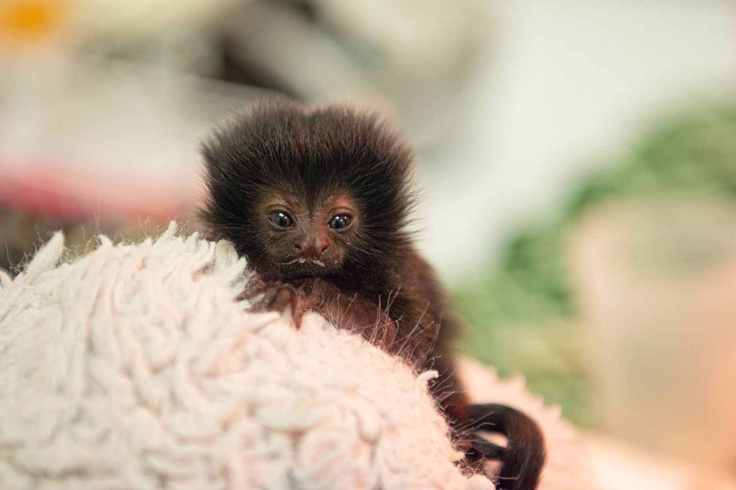 tiny baby monkey that is being raised by the Houston Zoo