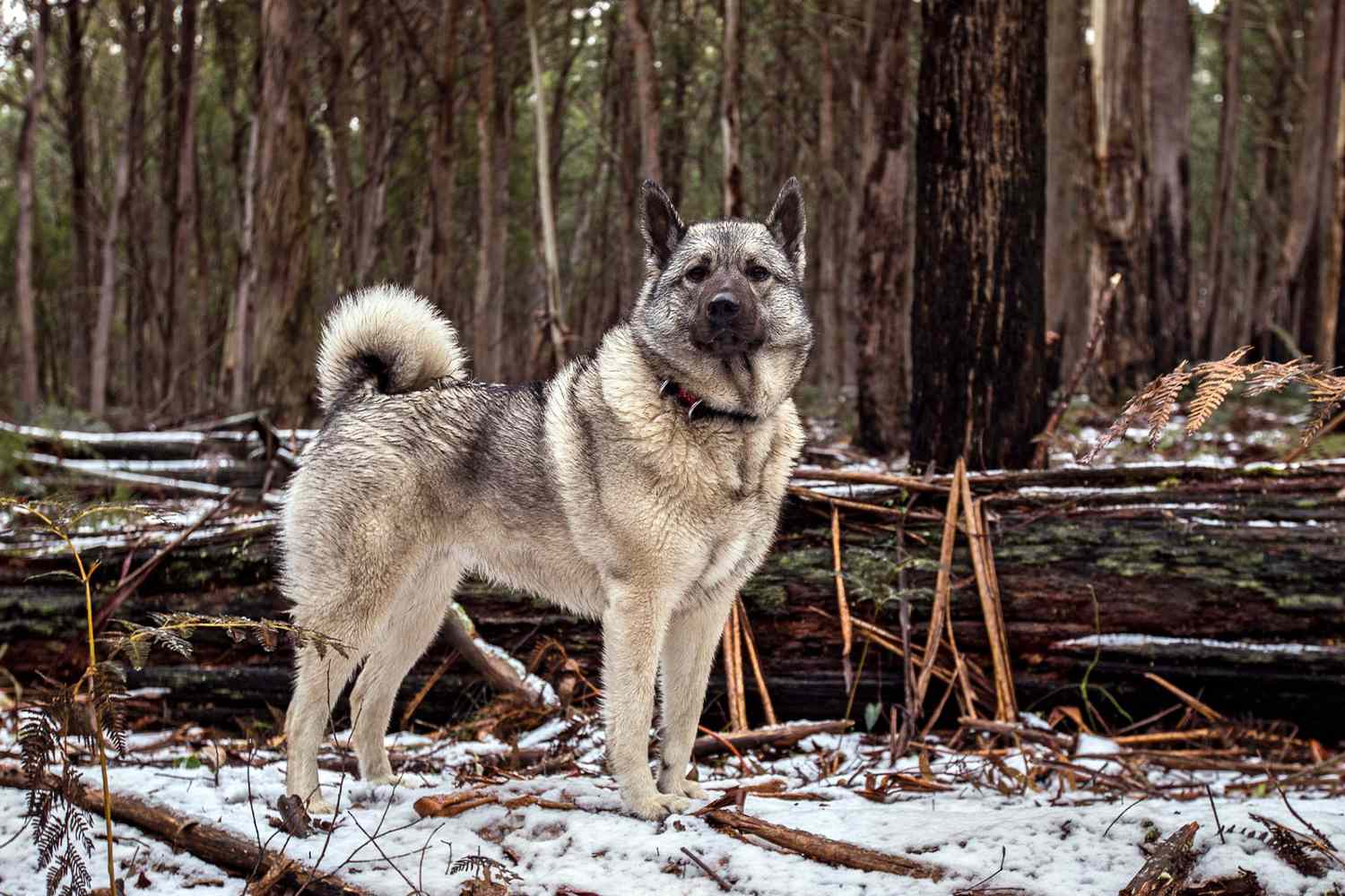 norwegian elkhound standing in forest