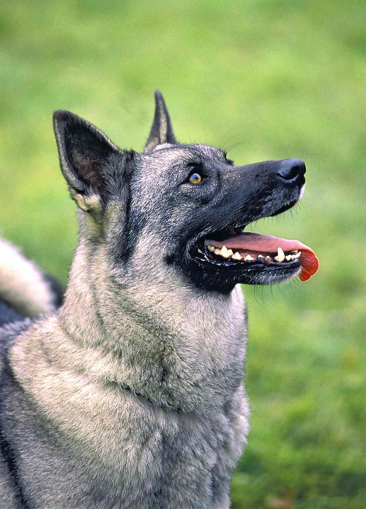 norwegian elkhound with his tongue out