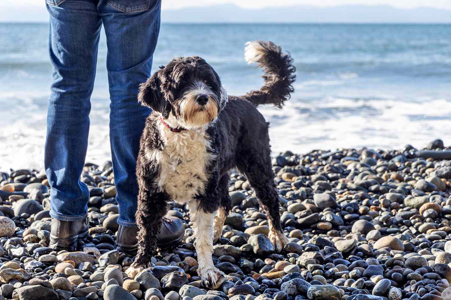 Portuguese water dog standing with man on rocks