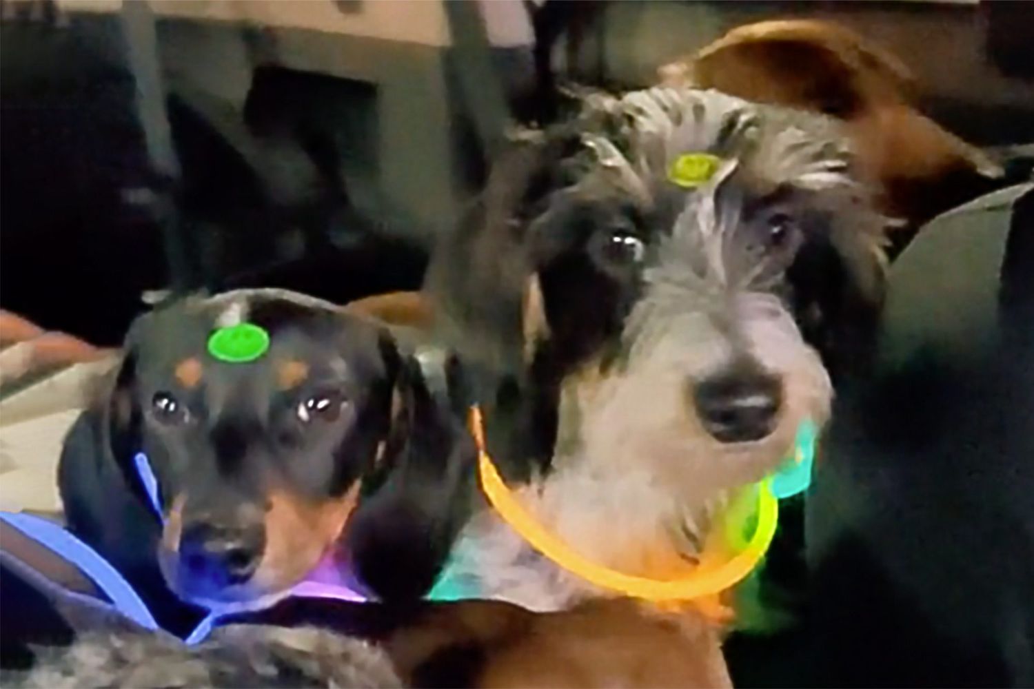 dachshunds in the car at a carwash at night with glow sticks