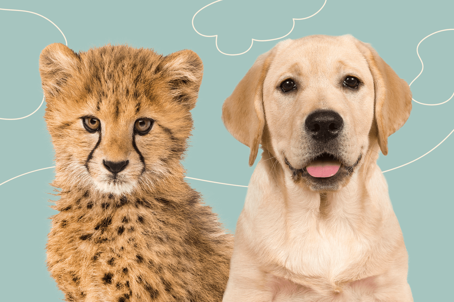 cheetah and yellow lab an unlikely pair