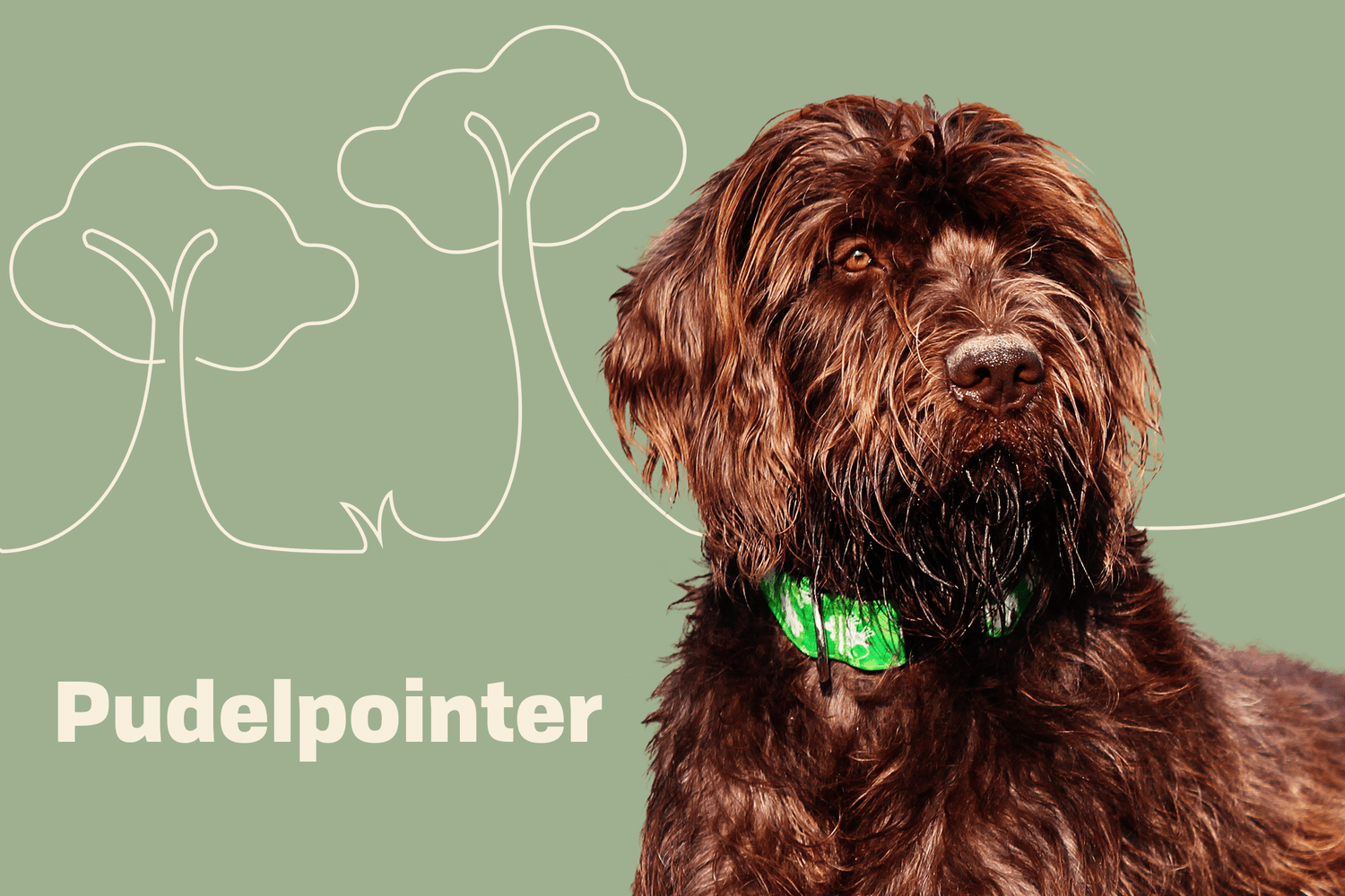 Pudelpointer dog breed profile treatment