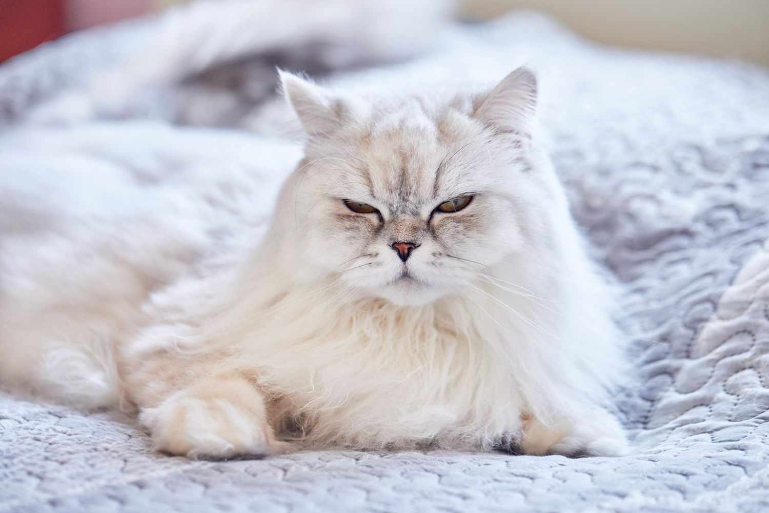 grey and white British Longhair cat laying on a bed