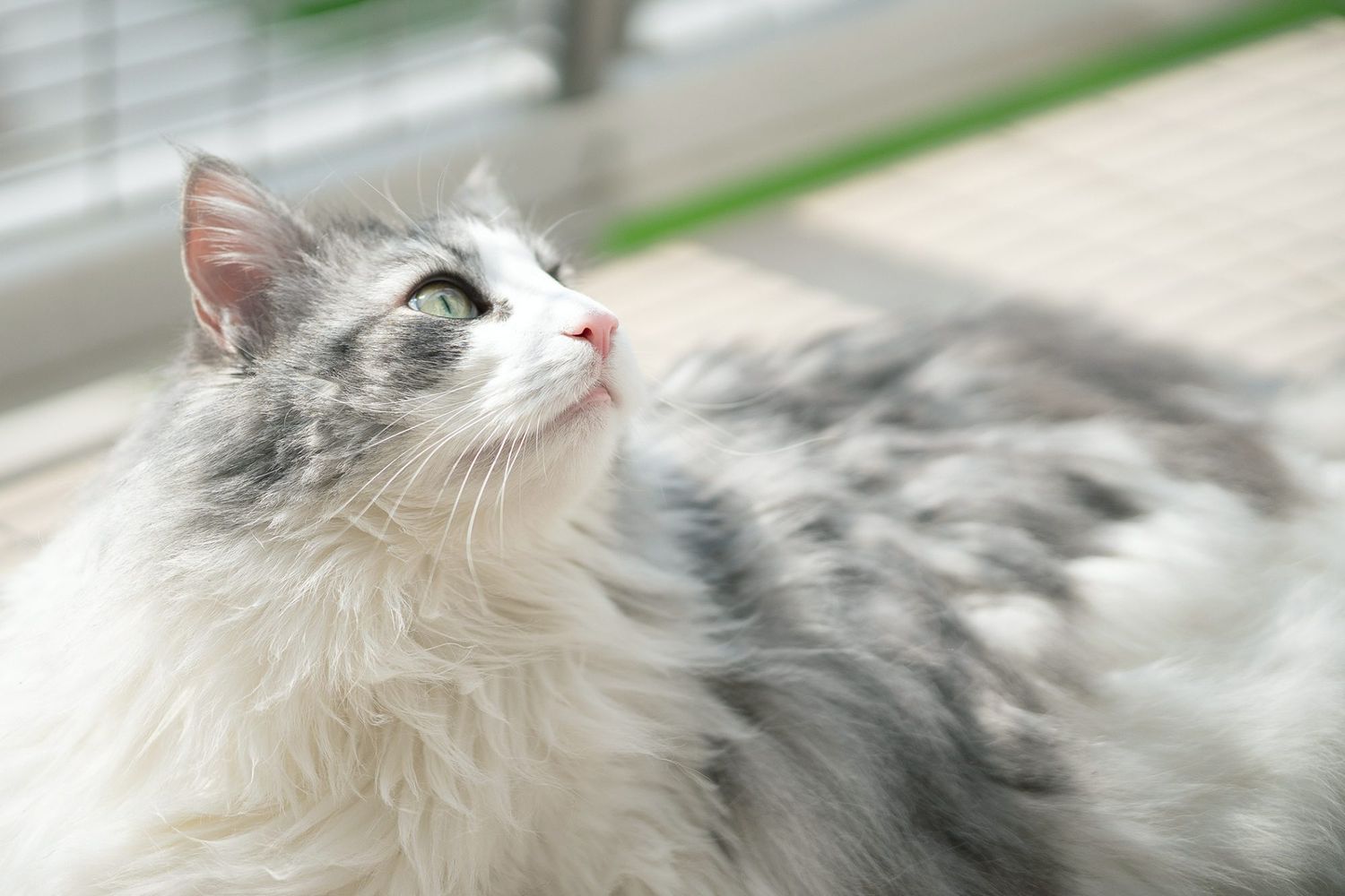 a grey and white Norwegian Forest Cat soaking up the sun in front of a window