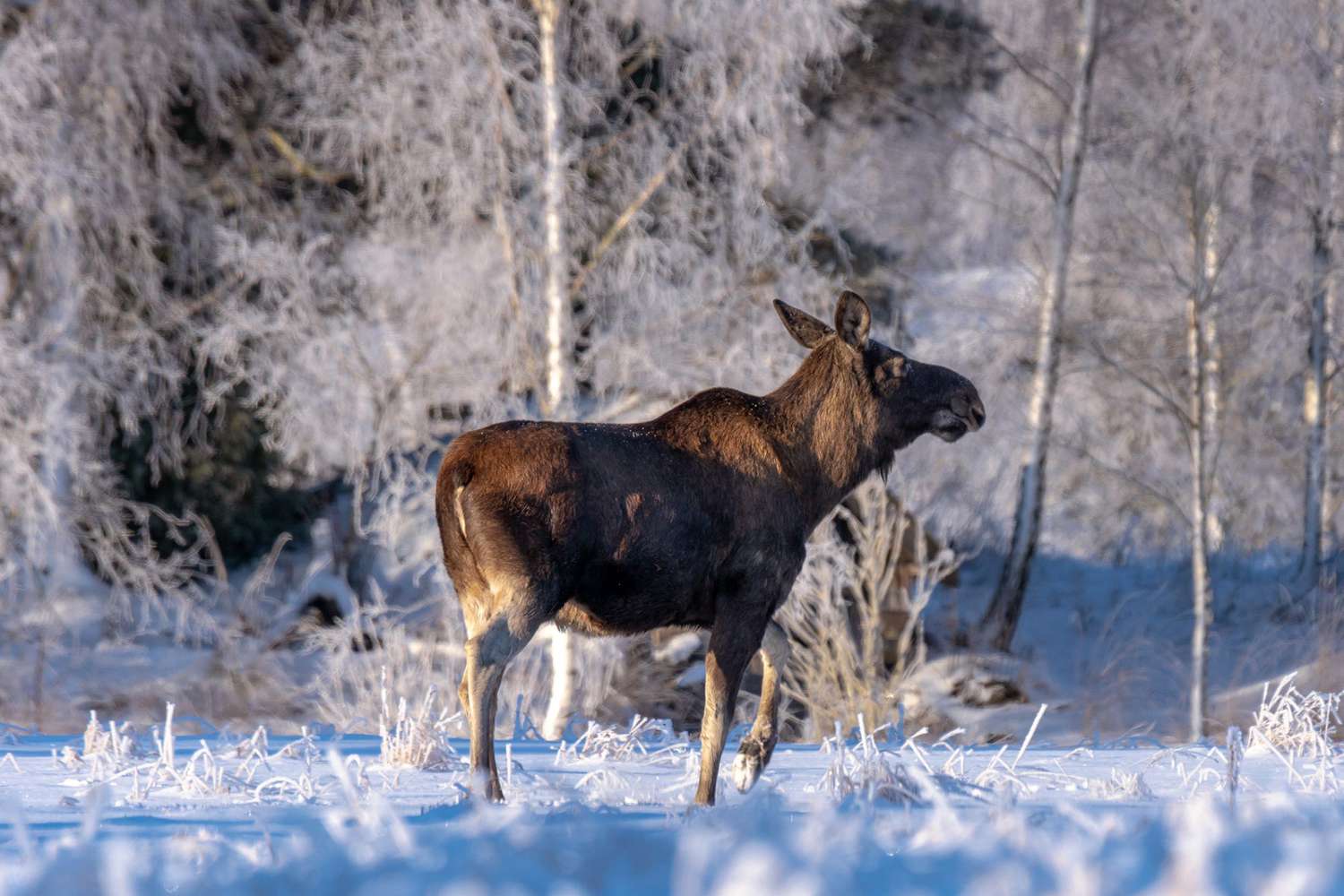 female moose running across snowy and frozen lake