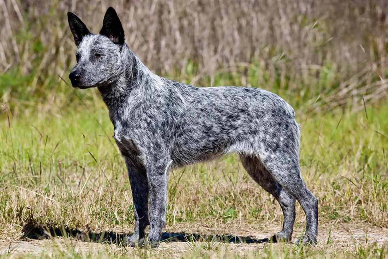 side view of a grey and white Australian Stumpy Tail Cattle Dog standing in grass
