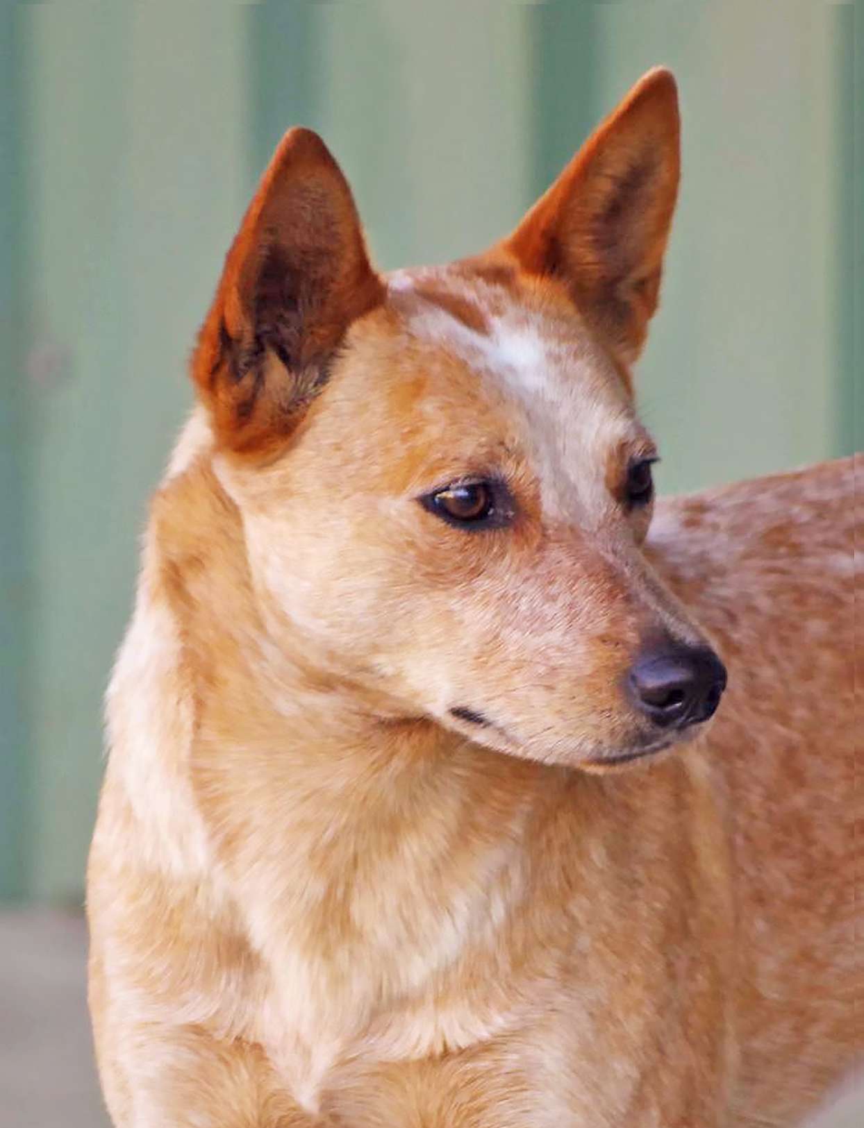 headshot of tan Australian Stumpy Tail Cattle Dog