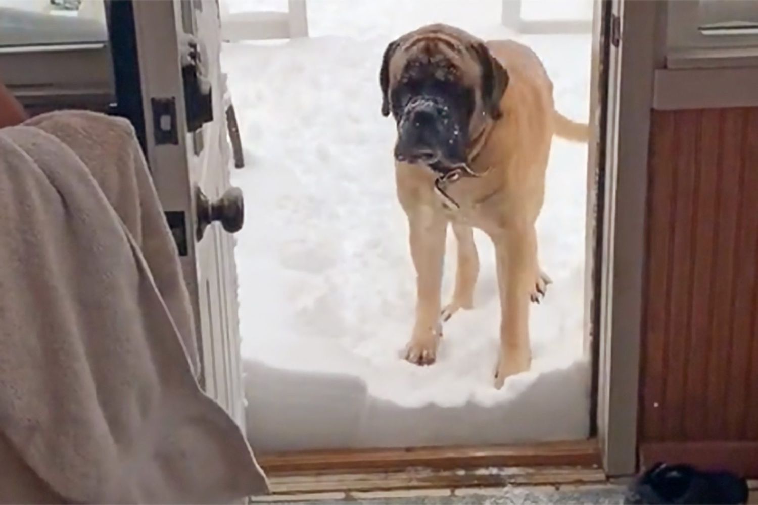 English Mastiff refuses to go inside with three inches of show at the door's threshold