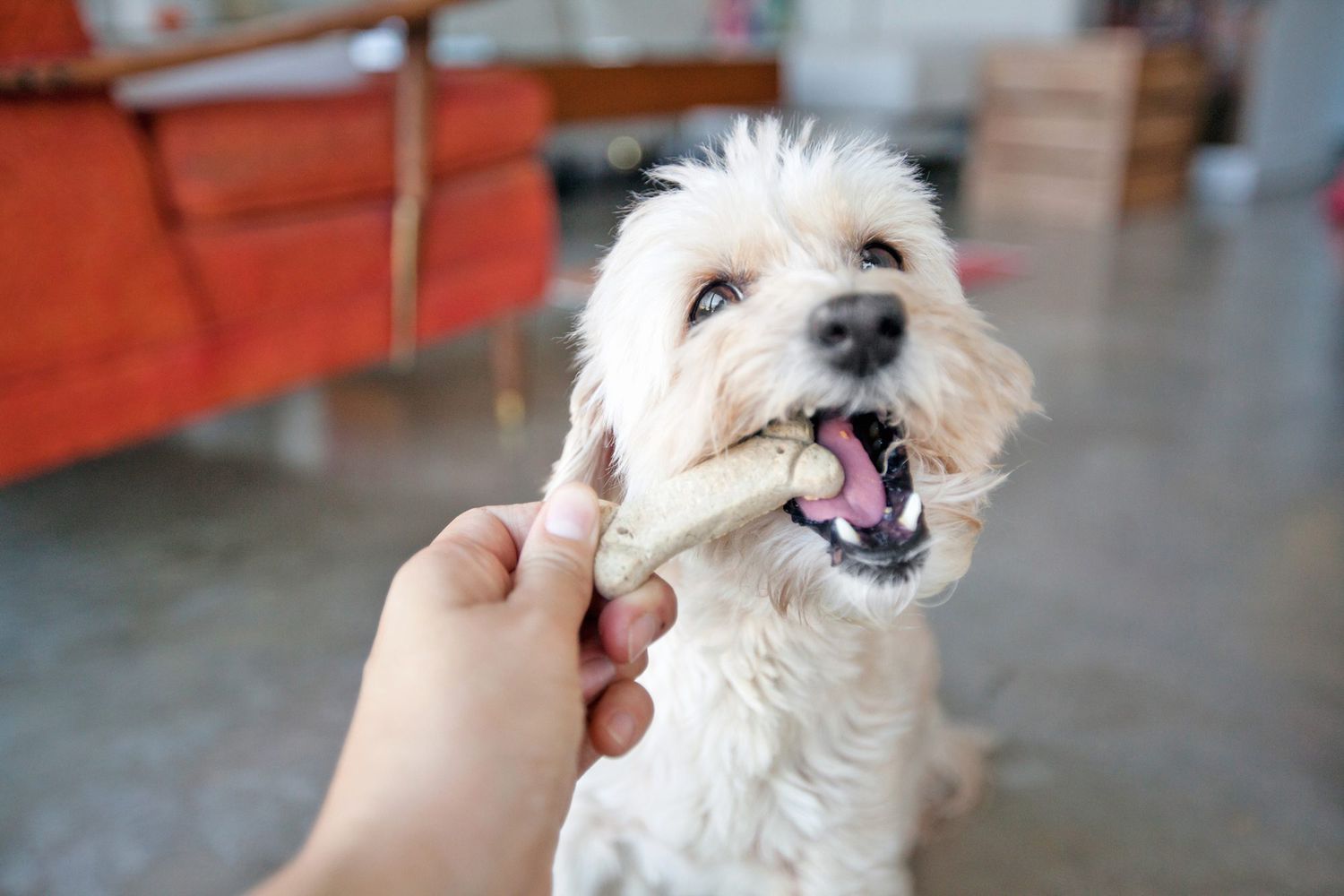 person giving a white dog a dog biscuit