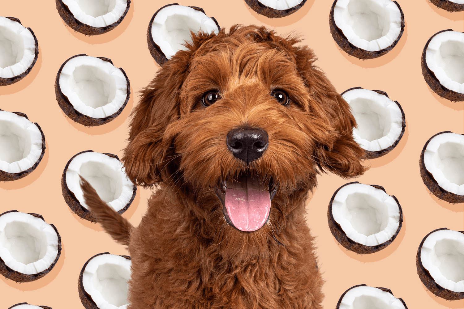 cute dog in front of a background of repeating coconut halves