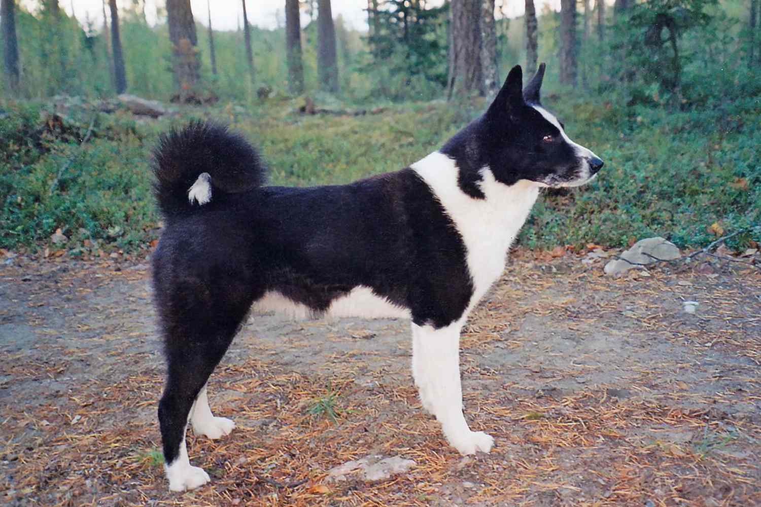 Karelian Bear Dog standing in profile