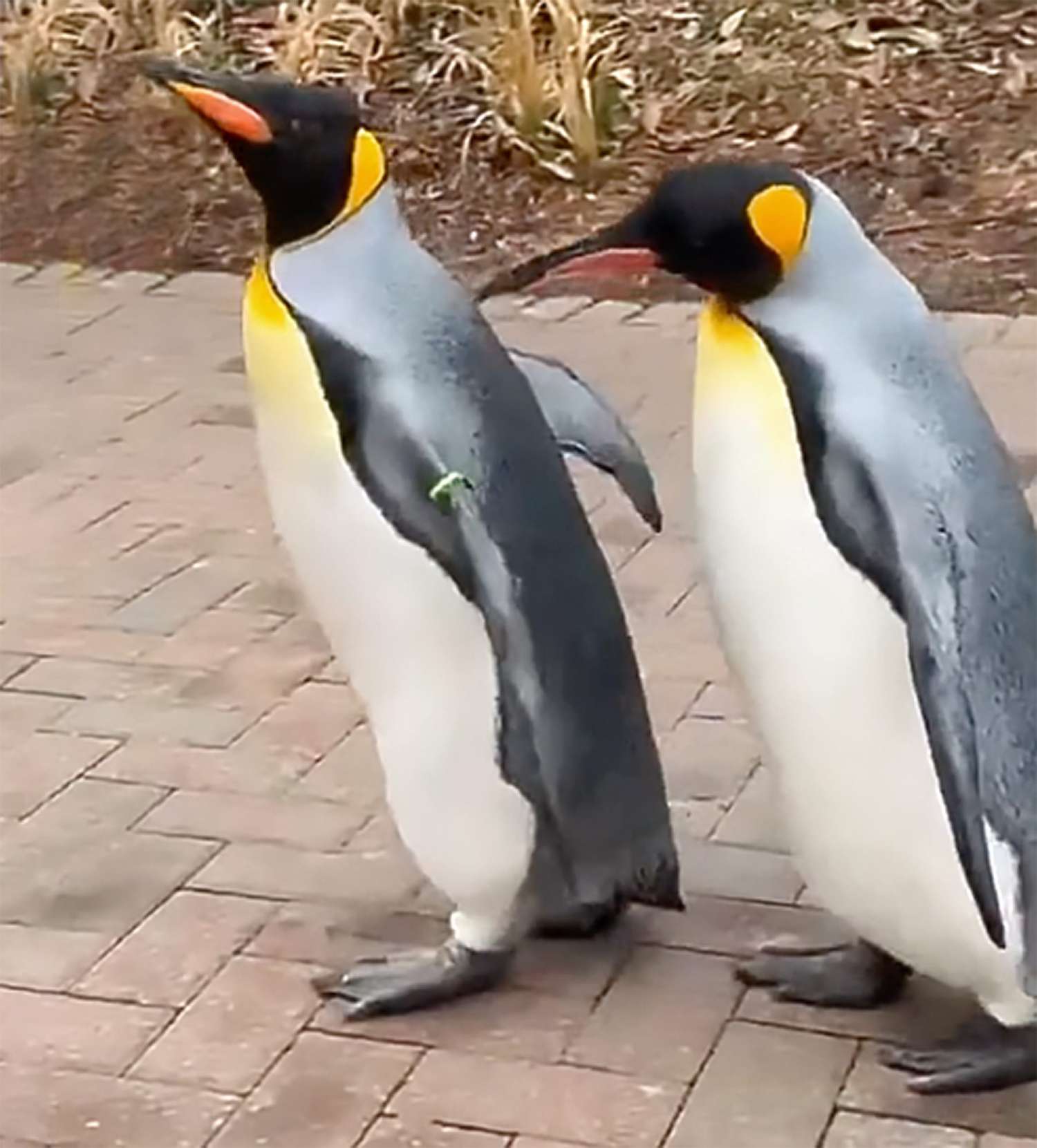 penguin parade at the Cincinnati Zoo