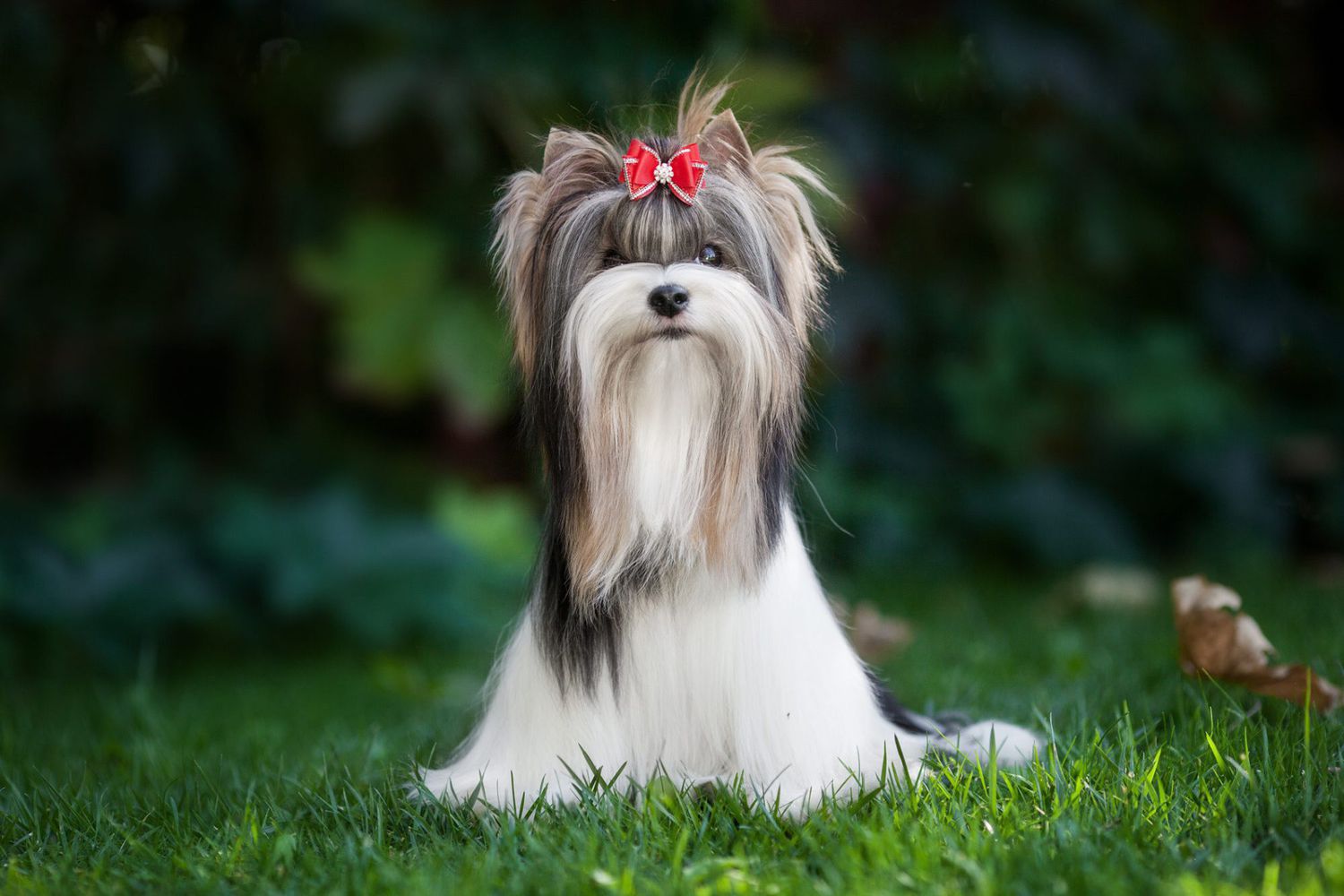 Biewer Terrier sitting in grass wearing a red bow