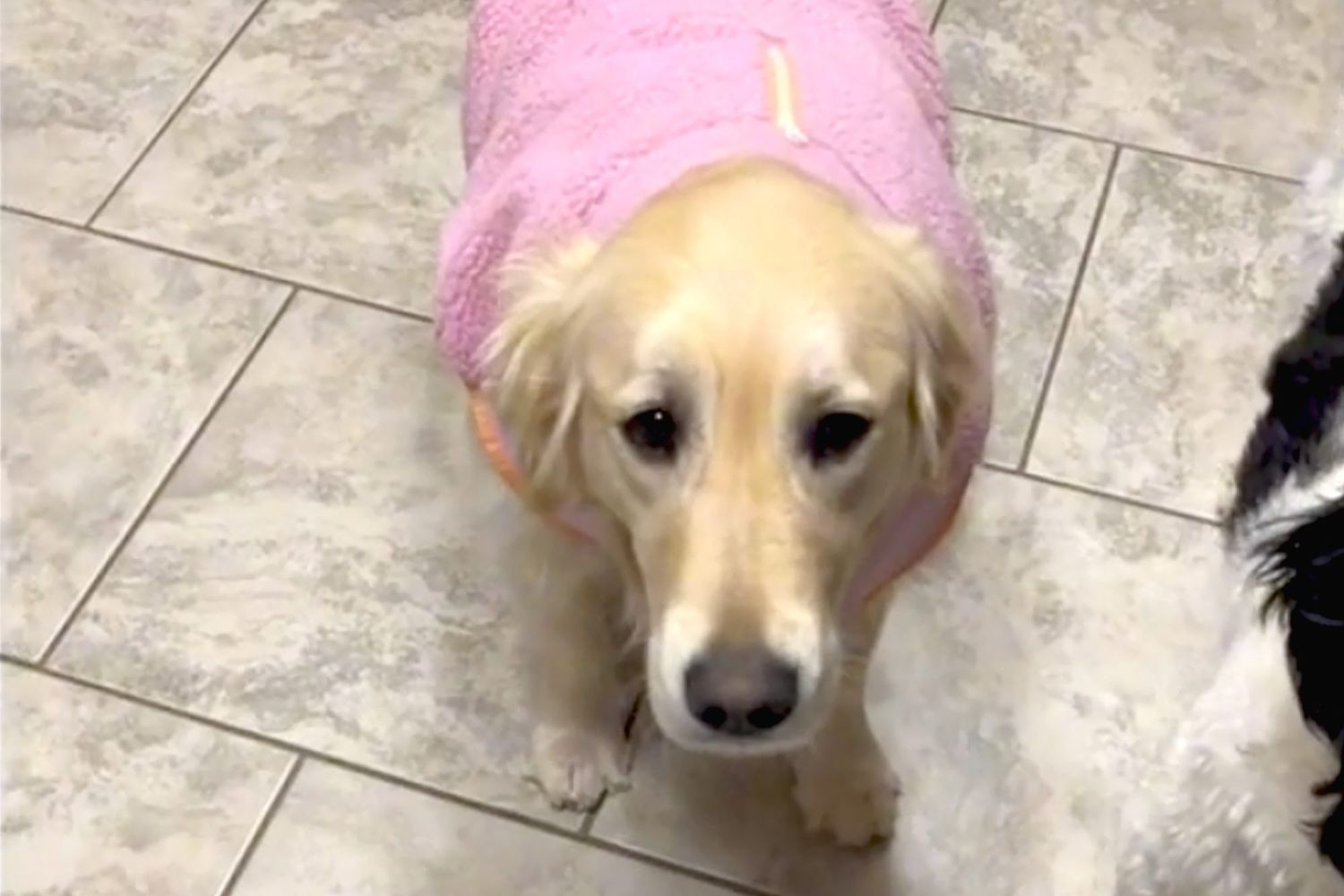Large yellow dog in a pink sweater on a tile floor