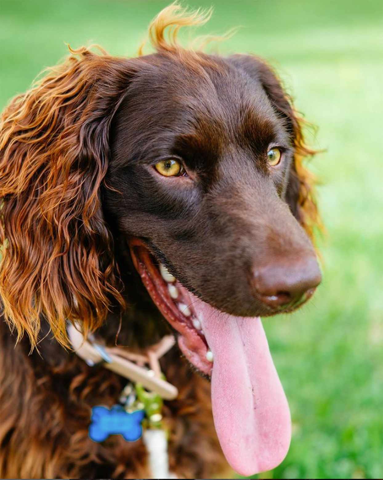 headshot of Boykin Spaniel with tongue hanging out