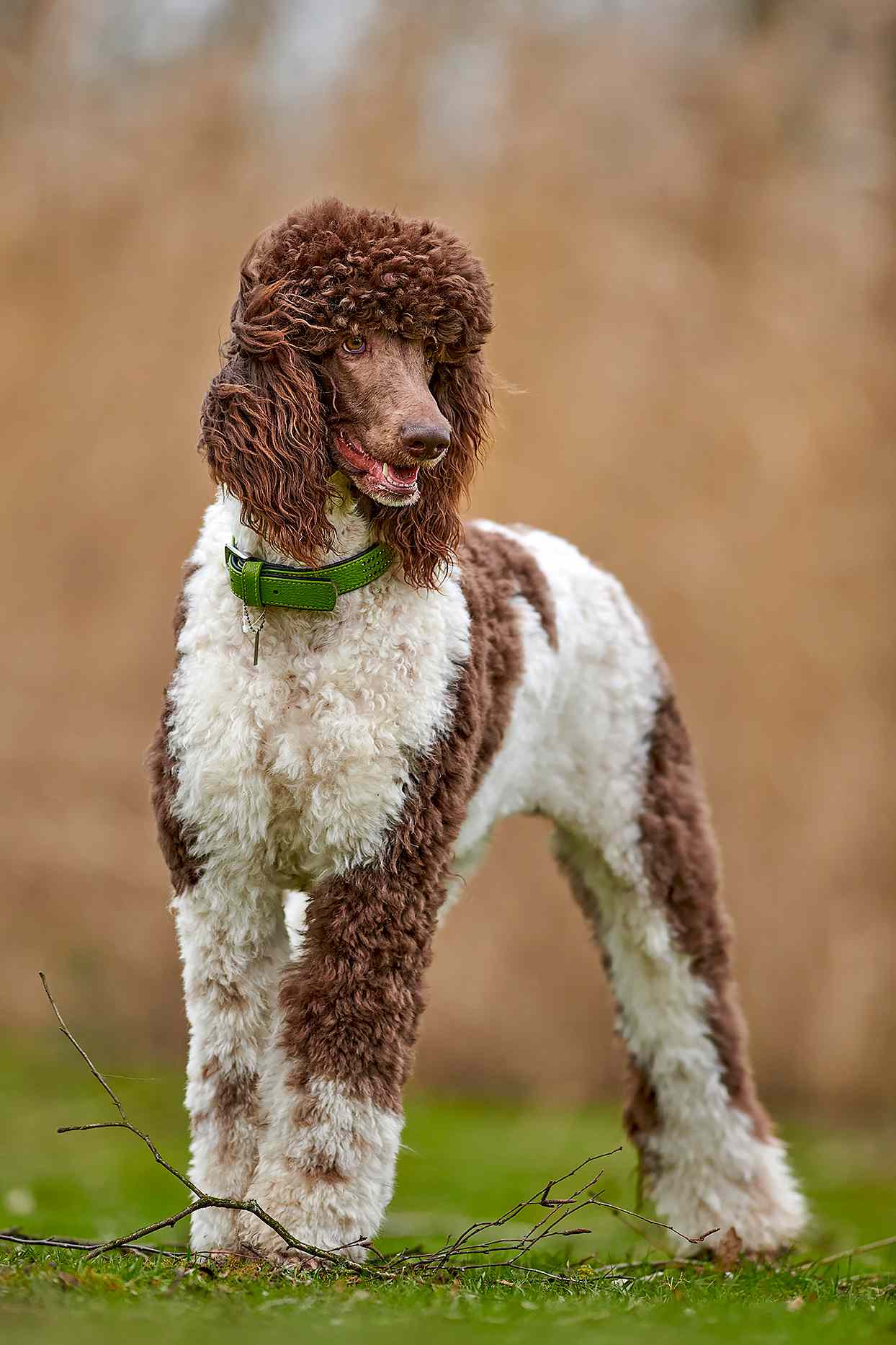 white and brown standard poodle standing outside