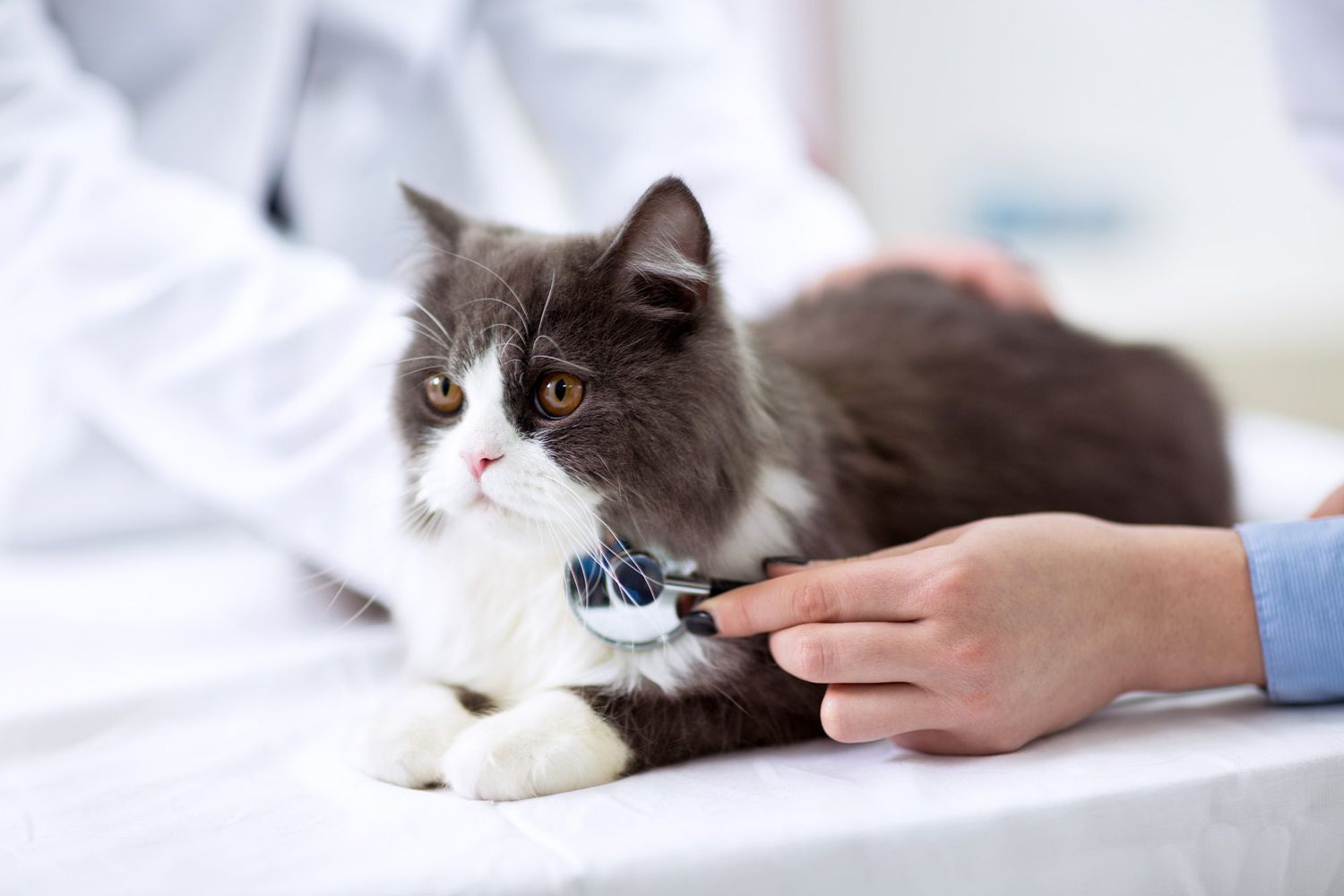 vet examining cat for heart murmur with stethoscope