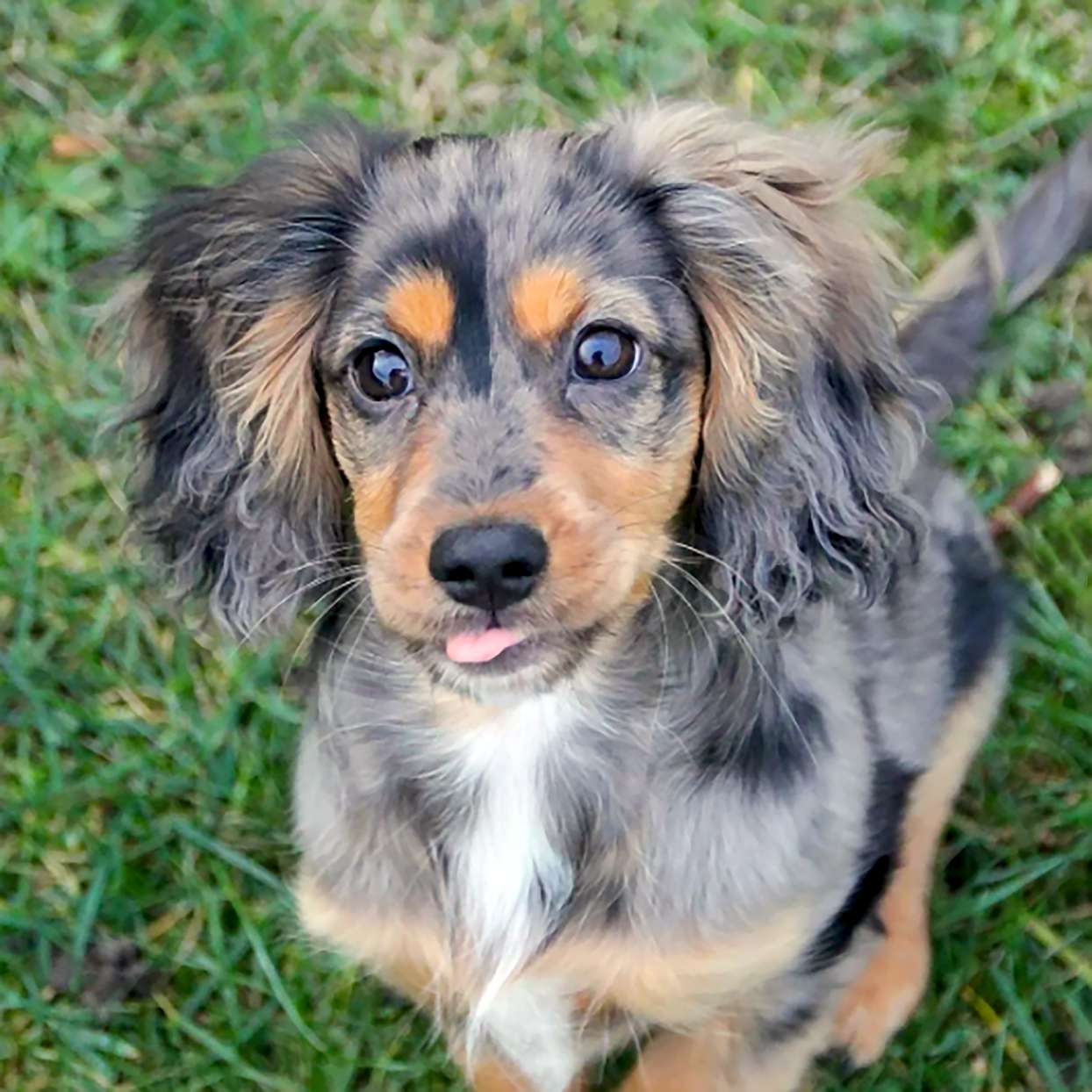 10 Cocker Spaniel Mixes That Will Surely Capture Heart | Daily Paws