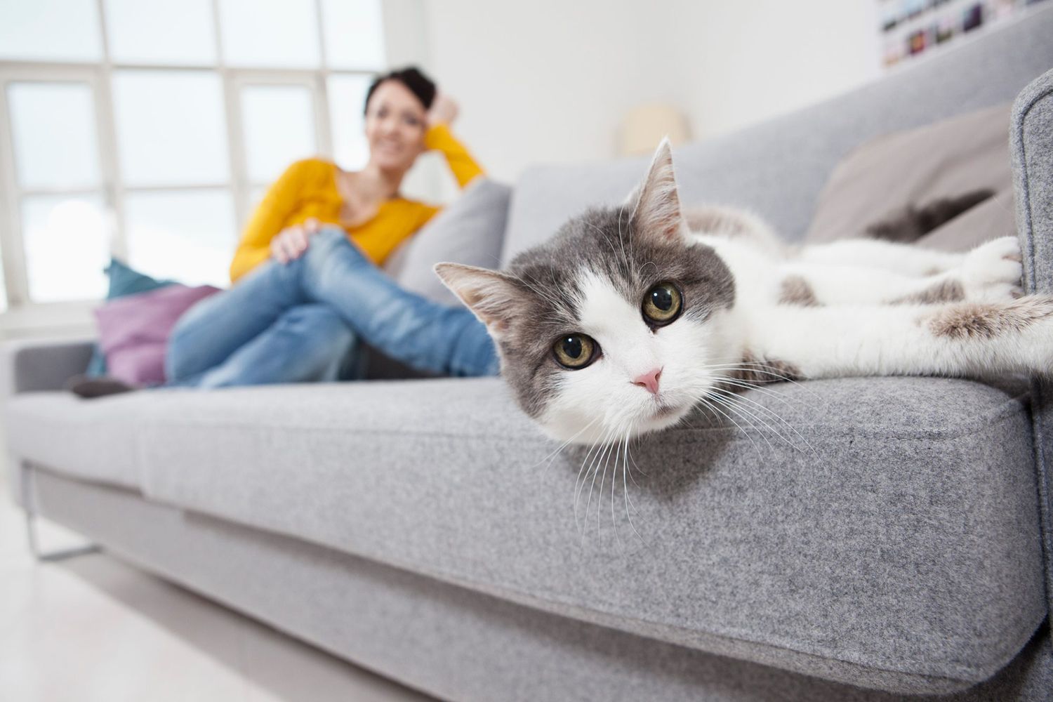 foster cat lying with woman on a grey couch