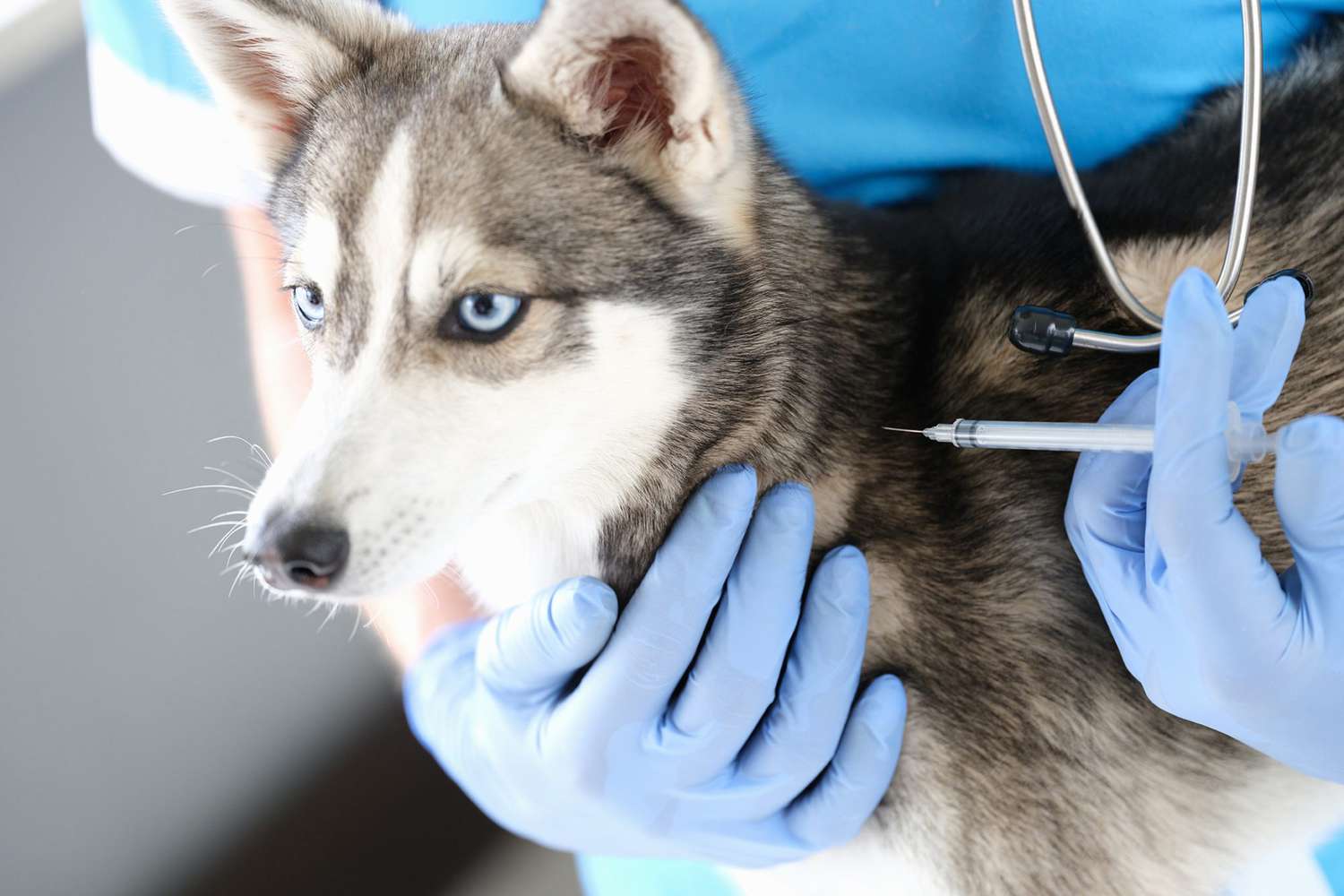 dog receiving a vaccine