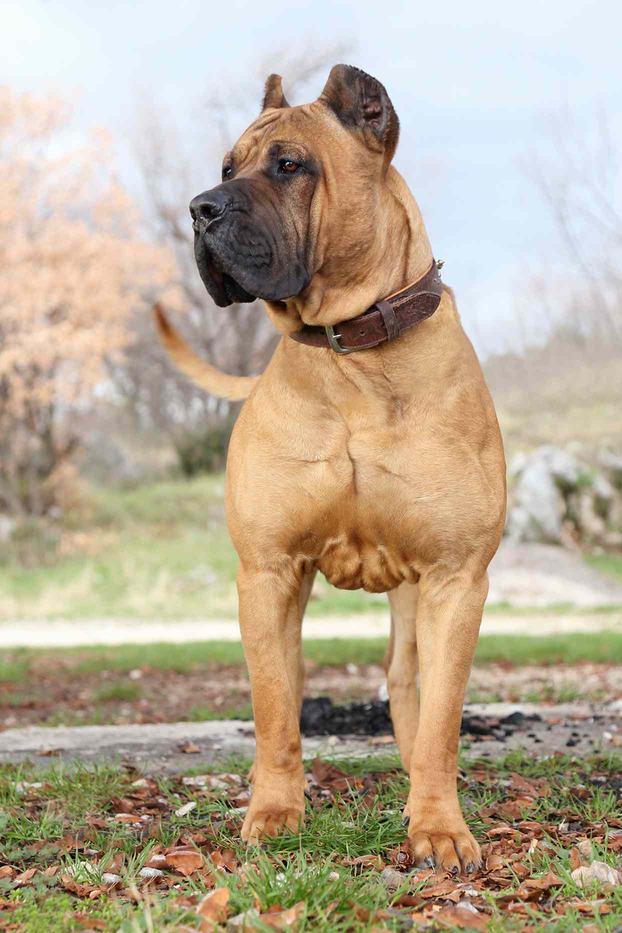perro de presa canario wearing a leather collar