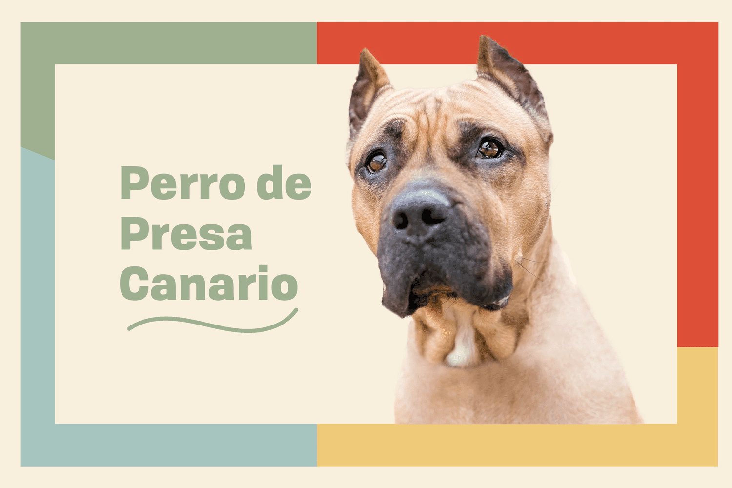 Perro de Prese Canario dog breed profile treatment