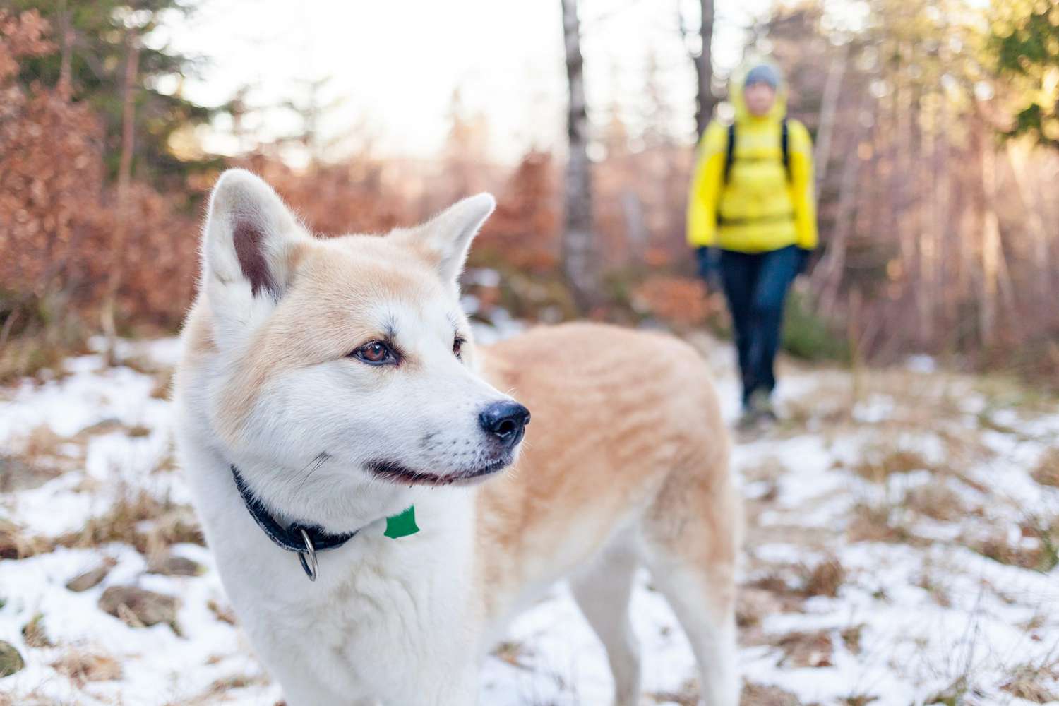 akita in forest owner in background