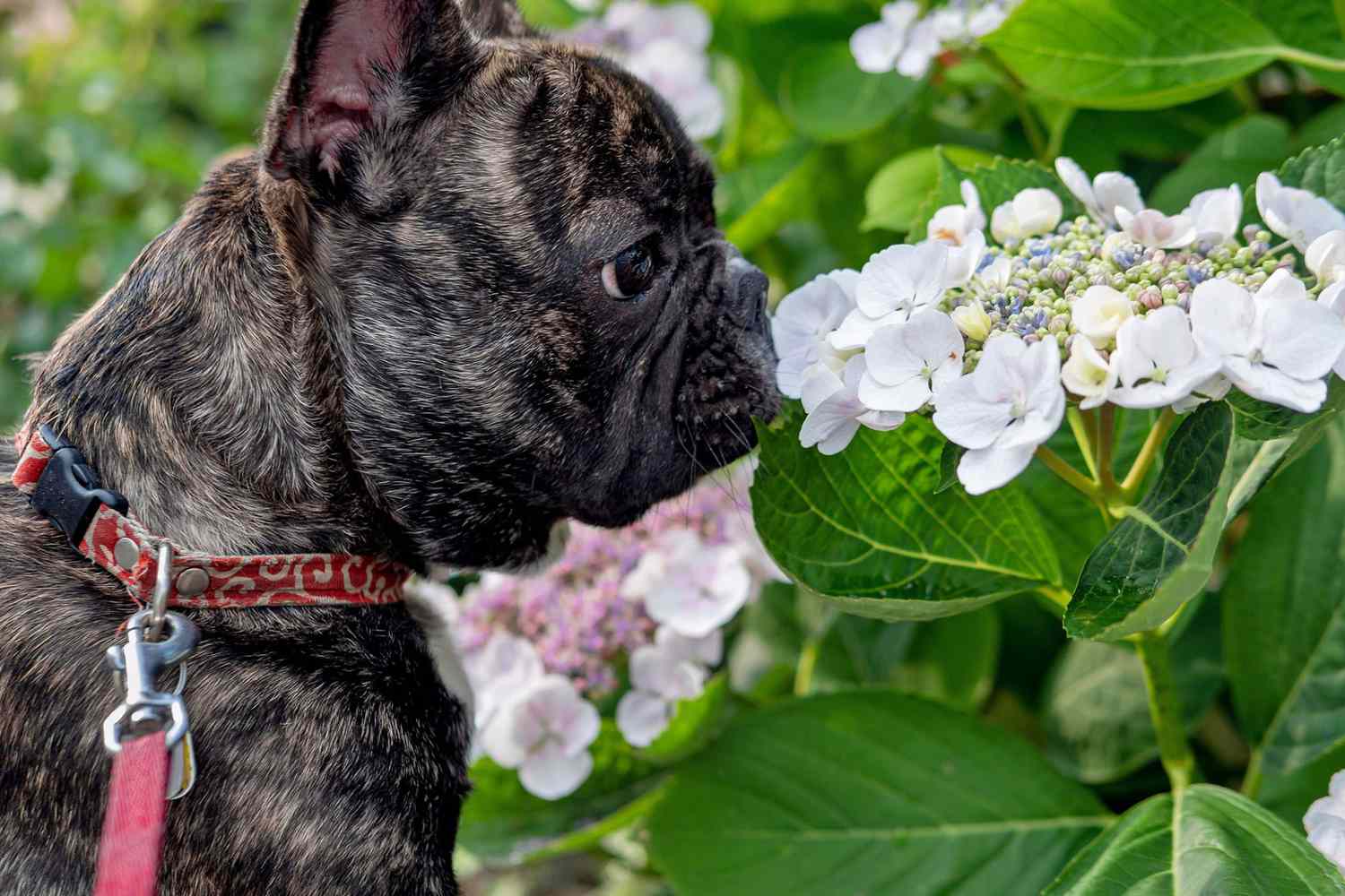 french bulldog sniffing hydrangeas